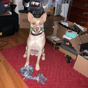 Meet your Posher, Rogrick